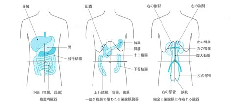 肝彎曲|【内視鏡】大腸の解剖分類と英語/略用語集 